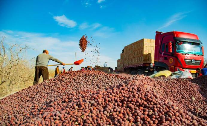 新利国际手机版|环着沙漠看新疆——红枣产业让生活富起来、生态好起来- 新利国际手机版|环着沙漠看新疆——红枣产业让生活富起来、生态好起来-