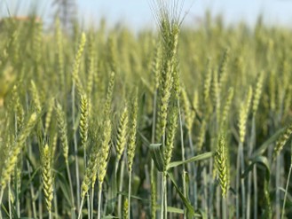 上海仪器仪表展|智能监测与物联网技术助力夏粮收购提质增效